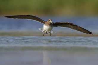 Hemprich's Gull, (Larus hemprichii), medium sized, rusty brown, flight photo, Raysut, Salalah,