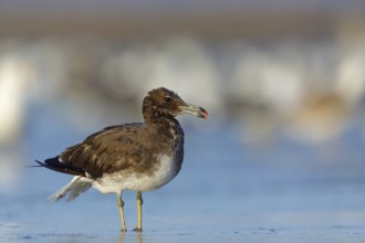 Hemprich's Gull, (Larus hemprichii), medium size, rusty brown, Raysut, Salalah, Dhofar, Oman, Asia