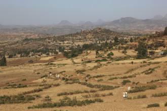 Tigray region, view over a barren landscape between Axum and the border of Eritrea, Ethiopia,