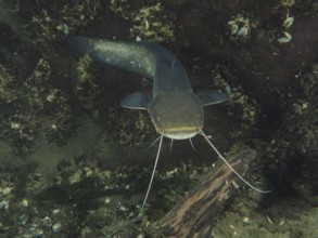 A close-up of a catfish (Silurus glanis), Waller, with clear barbels in an underwater landscape.