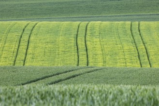 Cereal fields in spring with vehicle tracks in the fresh green, Neckarwestheim, Baden-Württemberg,