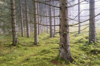 Spruce forest in morning fog with green moss on the ground on a summer day