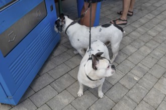 Two small, black and white French Bulldogs, waiting on the leash, Bavaria, Germany, Europe