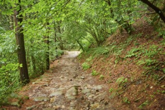 Walking path going through the forest from Donostia San Sebastian to Orio at the Camino del Norte,