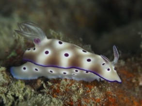 Dotted nudibranch with red-brown and white colours, star snail (Hypselodoris tryoni), on substrate