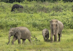 Indian elephants (Elephas maximus indicus) and gaur (Bos gaurus), Khiri Khan, Hua Hin, Kui Buri