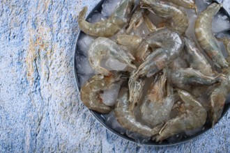 Fresh raw shrimp, spread on ice with lemon and cilantro slices on a marble surface, ready to cook,