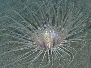 Large filigree cylinder rose (Cerianthus filiformis) with long tentacles on sandy seabed, dive site