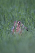 European brown hare (Lepus europaeus) adult animal in a farmland cereal crop in the summer,