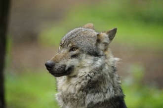 Close-up of a wolf with a concentrated, thoughtful gaze, Eurasian wolf (Canis lupus lupus),