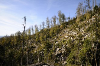 Hilly forest with dead trees under a blue sky, Lusen, Bavarian Forest National Park