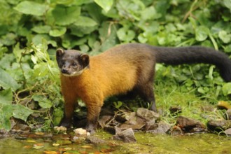 A marten stands by a small watercourse, surrounded by green forest vegetation, coloured marten,