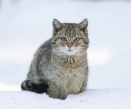 European wildcat (Felis silvestris) sitting in the snow, captive, Bavarian Forest National Park,