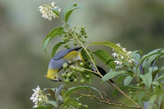 Long-tailed Silky-flycatcher, Ptiliogonys caudatus feeding on Twoleaf nightshade berries, Costa