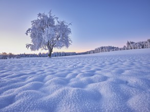 Tree in hoarfrost at dusk, Grod, Lindenberg, Beinwil, Freiamt, Canton Aargau, Switzerland, Europe