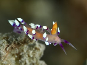 Delicate, purple-orange nudibranch with white dots, white-tipped Coryphellina, Flabellina exoptata