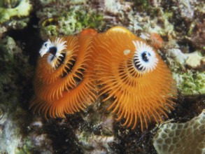 Orange Indo-Pacific Christmas tree worm (Spirobranchus corniculatus) on reef, dive site Pidada,