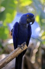 Hyacinth Macaw (Anodorhynchus hyacinthinus), adult on wait, Pantanal, Brazil, South America