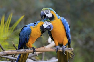 Yellow-breasted Macaw (Ara ararauna), adult, perch, pair, social behaviour, plumage care, South