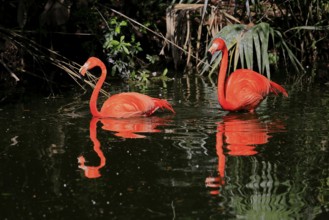 Cuban Flamingo (Phoenicopterus ruber), Red Flamingo, adult, pair, in water, foraging, captive,