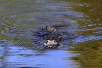 Mississippi Alligator (Alligator mississippiensis), pike alligator, adult, in water, swimming,