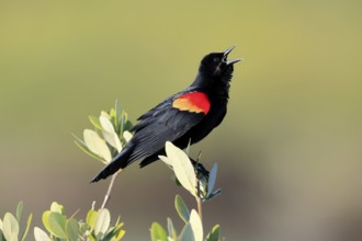 Red-winged blackbird, (Agelaius phoeniceus), adult, male, singing, on wait, Merritt Island, Black