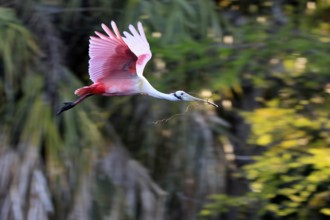 Roseate spoonbill (Platalea ajaja), adult, flying, with nesting material, St. Augustine, Florida,