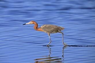 Reddish Egret (Egretta rufescens), adult, in water, foraging, hunting, alert, Merritt Island, Black