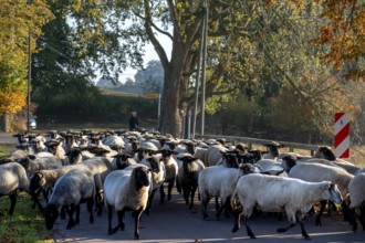 A herd of black-headed sheep (Ovis gmelini aries) on a road, Mecklenburg-Western Pomerania,