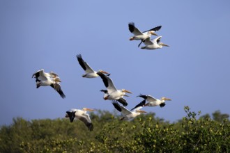 Rhinoceros pelican (Pelecanus erythrorhynchos), adult, group, flying, Merritt Island, Black Point