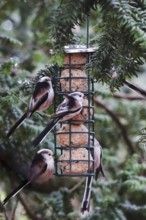 Long-tailed tits (Aegithalos caudatus), winter, Germany, Europe