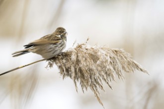 A reed bunting (Emberiza schoeniclus), female, sitting peacefully on a reed stalk under a cloudy