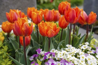 Gönningen tulip blossom, historic Gönningen cemetery, tulips (Tulipa), flowers, orange, red,