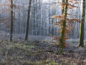 View of a beech tree in the forest with hoarfrost frozen vegetation in backlight, landscape photo,