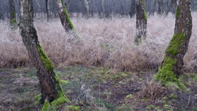 View of frozen grasses and birch trees covered with moss in the forest, landscape photo, nature