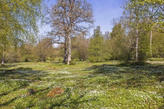 Flowering meadow with wood anemone (Anemone nemorosa) a beautiful spring day with sunshine and