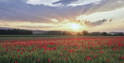 Field of corn poppies, in the background the Lindenberg at sunset, Merenschwand, Freiamt, Canton