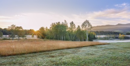 Trees in the early morning mist at sunrise, Eigenried raised bog, Zugerberg, Canton Zug,