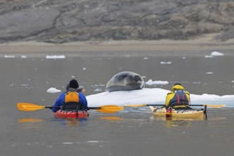 Eco-tourists in kayaks taking pictures of bearded seal (Erignathus barbatus) resting on ice floe