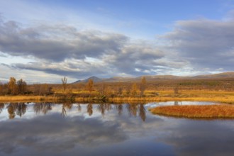 Birch trees reflected in water of pond in the Fokstumyra Nature Reserve in autumn, fall,