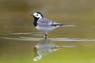 White wagtail (Motacilla alba alba) adult male foraging for aquatic insects, reflection in shallow