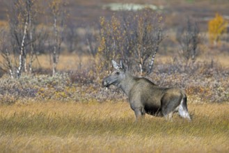 Moose, elk (Alces alces), adult female, cow on the taiga in autumn, fall, Sweden, Scandinavia,