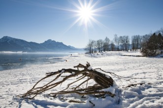 Winter idyll on Lake Forggensee in the Allgäu, in the background the Säuling (2047 m) near Füssen,