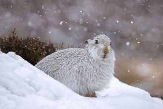 Mountain hare, alpine hare, snow hare (Lepus timidus) in white winter pelage resting in the hills