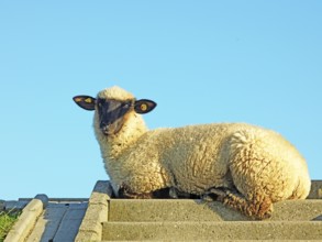 Dike sheep, concrete stairs, Pilsum, Krummhörn, East Frisia, Lower Saxony, Germany, Europe