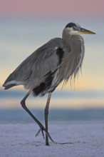 Canada Heron, (Ardea herodias), Ft. De Soto Park, Everglades NP, Florida, USA, North America