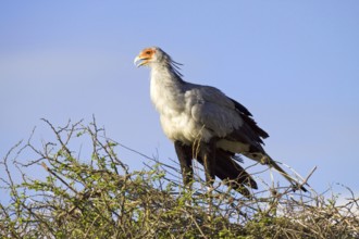 Secretary, (Sagittarius serpentarius), a secretary stands on its eyrie Etosha NP, Namibia, Africa