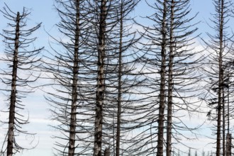 Tree mortality in the Harz Mountains. Dead pine trees in the Harz National Park, Torfhaus,