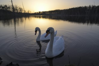 Mute swan (Cygnus olor), pair, at sunset, subsidence area, Bottrop, Ruhr area, North