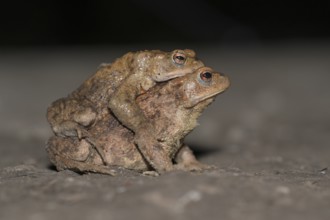 Common toad (Bufo bufo), pair, on the way to spawning waters, evening, toad migration, Bottrop,